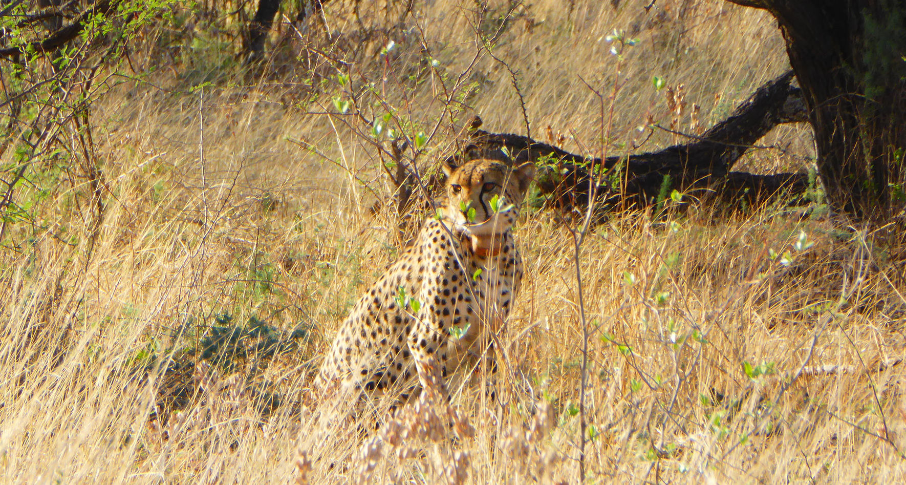 Dinokeng Game Reserve © INTERKULTUR