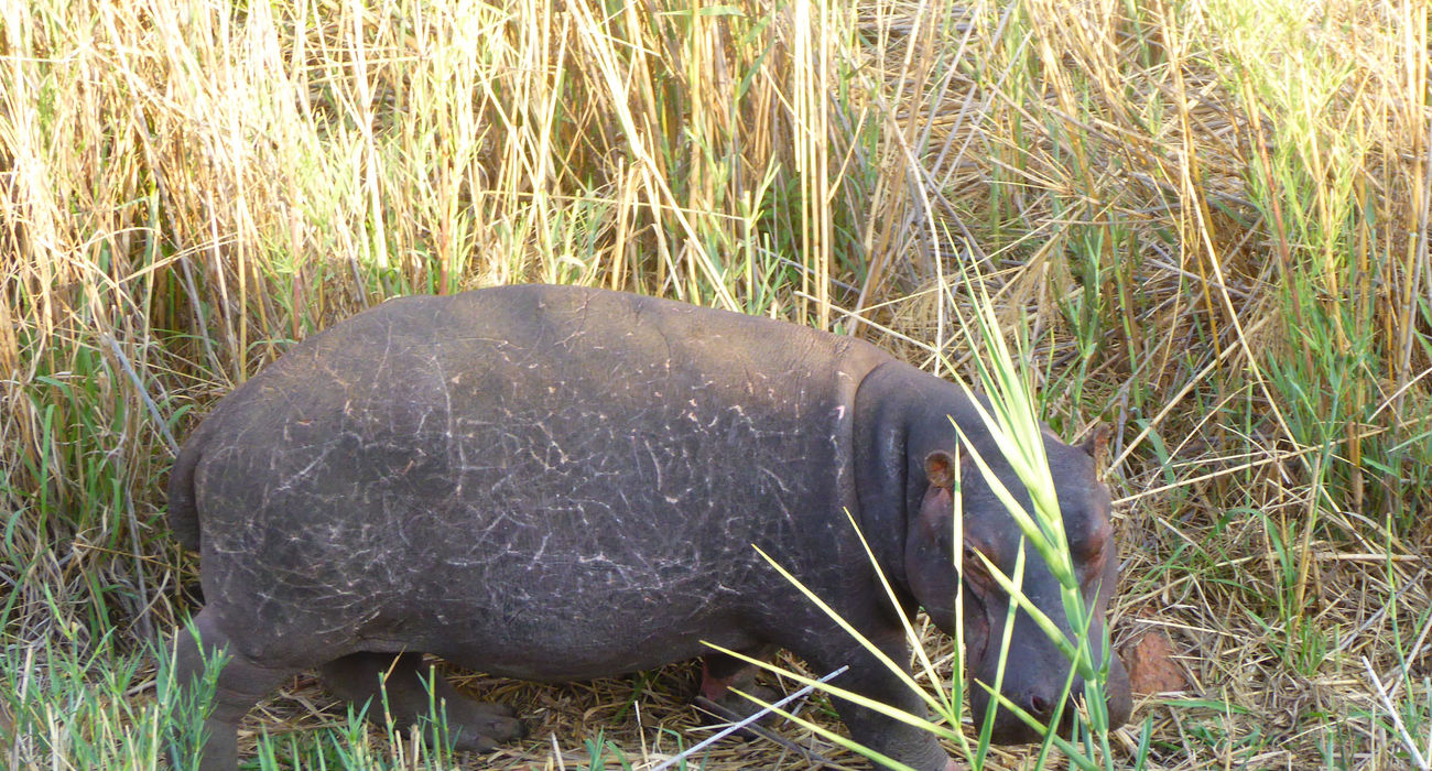 Dinokeng Game Reserve © INTERKULTUR