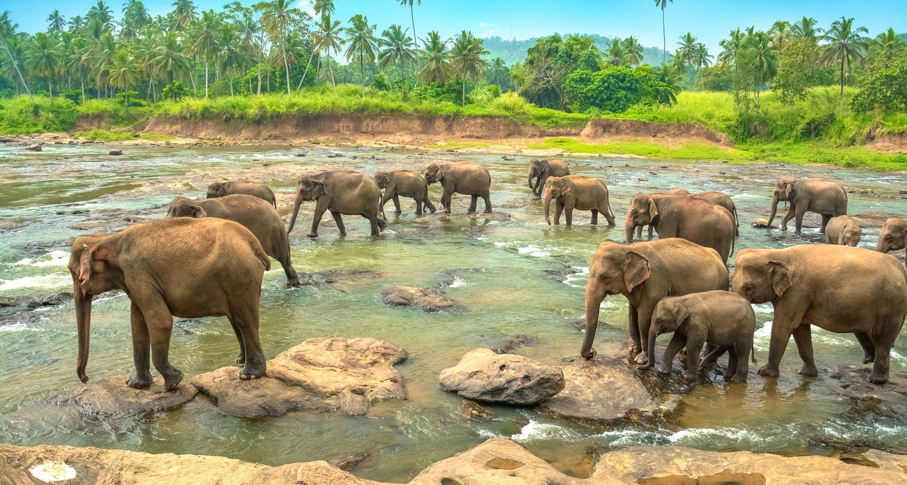 Elephants in Sri Lanka © Fotolia