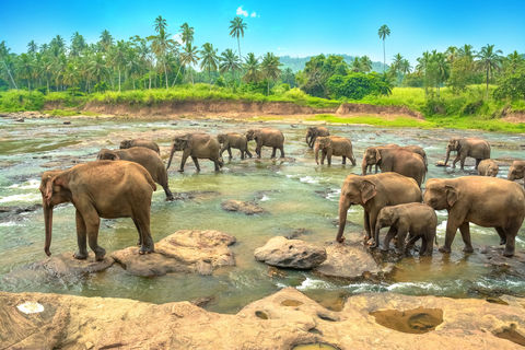 Elephants in Sri Lanka © Fotolia