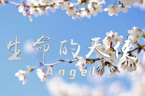 Video Screenshot 