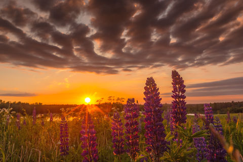 Sonnenaufgang in Lettland © Kaspars Daleckis