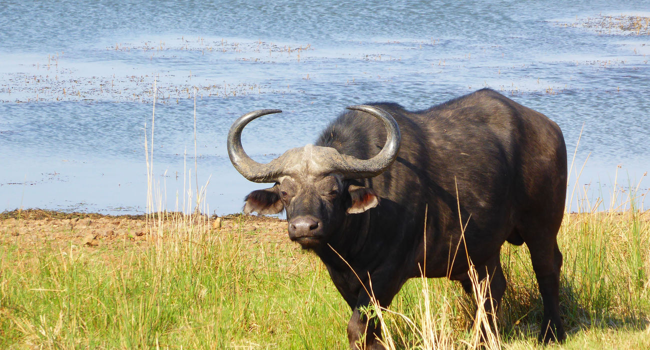 Dinokeng Game Reserve © INTERKULTUR