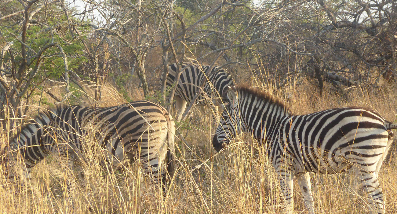 Dinokeng Game Reserve © INTERKULTUR