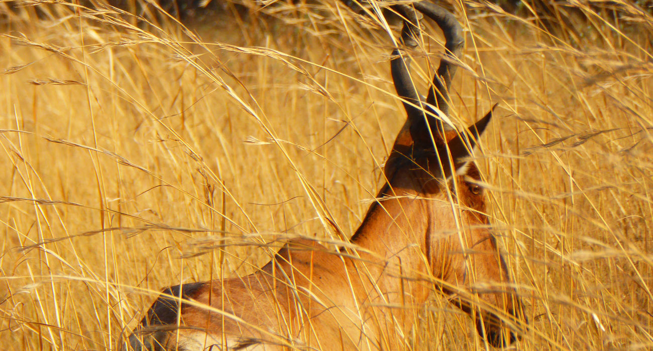 Dinokeng Game Reserve © INTERKULTUR