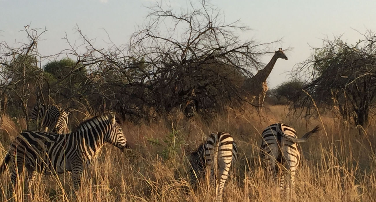 Dinokeng Game Reserve © INTERKULTUR