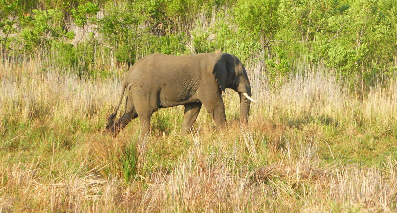 Dinokeng Game Reserve © INTERKULTUR