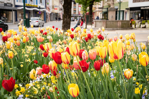 S(pr)ing in Bad Ischl © INTERKULTUR