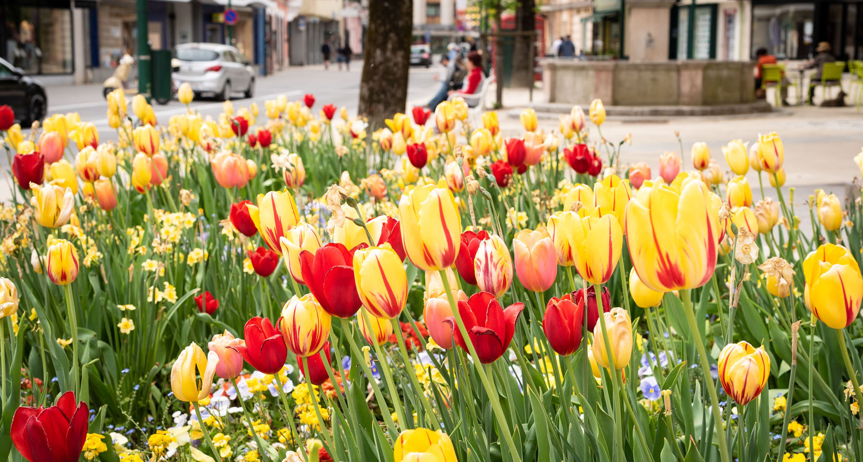 S(pr)ing in Bad Ischl © INTERKULTUR